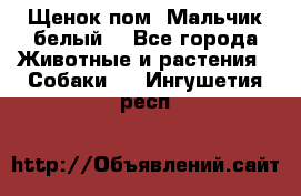 Щенок пом. Мальчик белый  - Все города Животные и растения » Собаки   . Ингушетия респ.